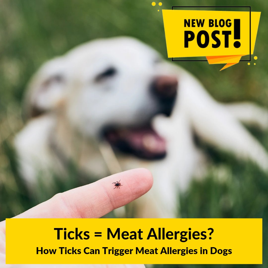 Ever wondered how ticks can trigger meat allergies in dogs? 🤔🍖 Discover the surprising link between tick bites and allergic reactions in our latest blog post! dog-eh.com/blogs/dog-eh-b… #DogHealth #TickBites #MeatAllergies #CanineWellness #DogEh