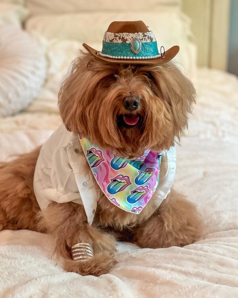 Looking good!!
Photos from @teddybearocas
•
'
'🎶 Play something country
#stagecoach #doguepawchella

cowboy hat
@luxedogco

Rolling Stones bandana
@sweetoothpawtique 

silver cuff
@dogueswag
discount code Teddy10

🎶 It’s not too late to join in on the… instagr.am/p/C5_osJzJv8M/