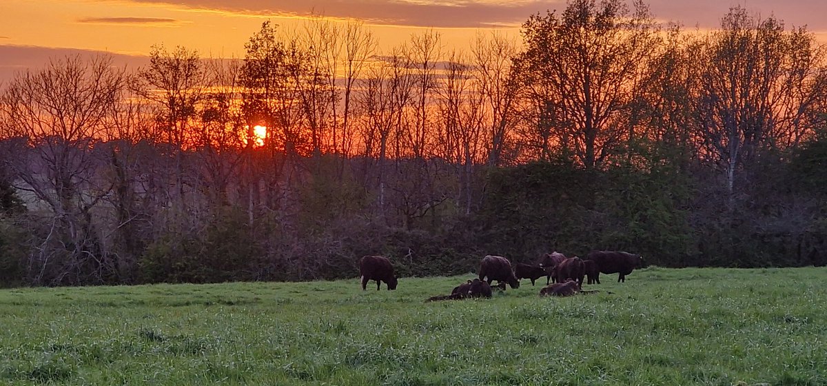 Sunset on New Hill, Old Coulsdon. The Sussex Cattle and their calves settling in well. #CityCommons #FarthingDowns #Coulsdon #Spring