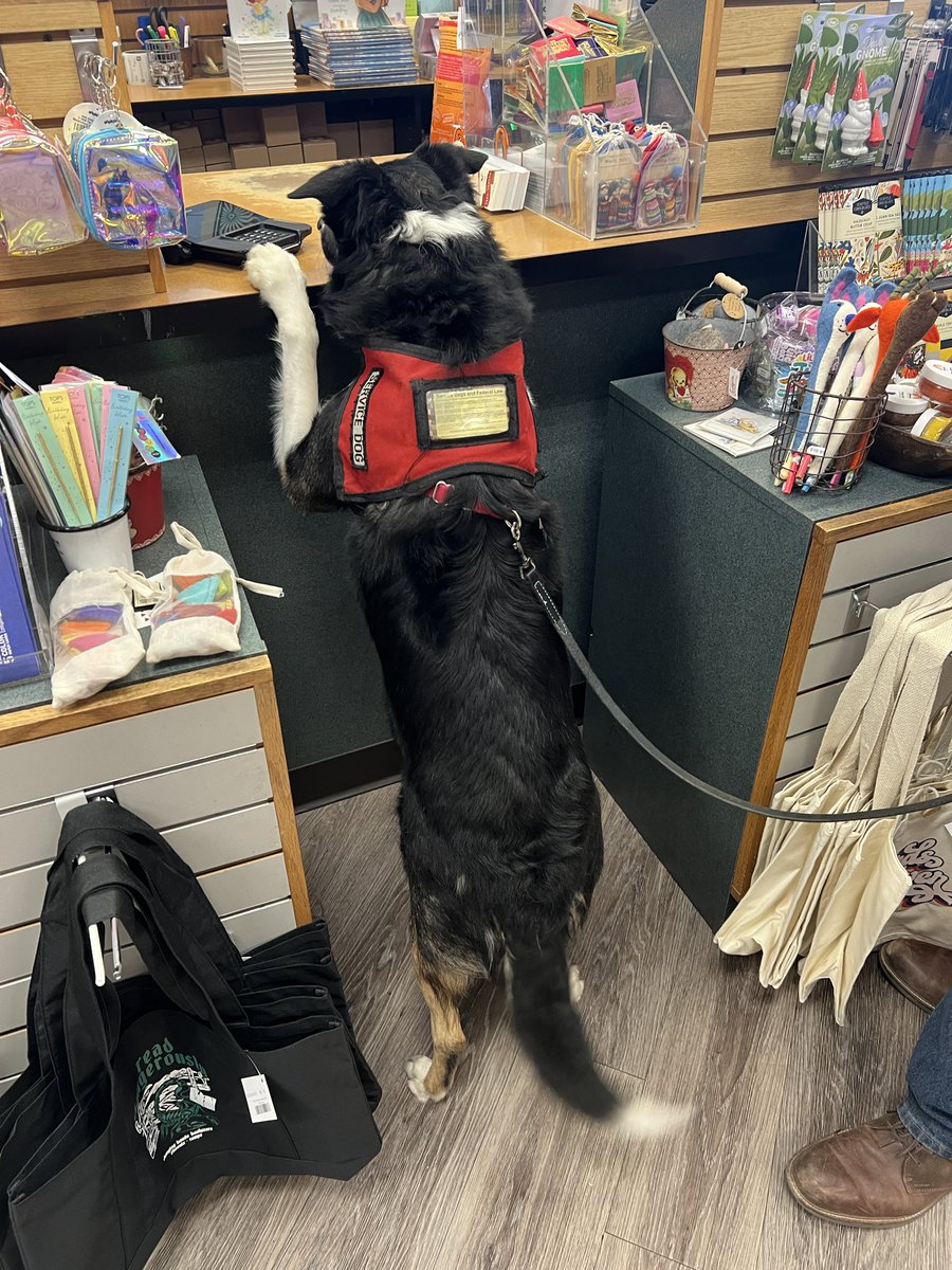 Herder_Jack's tweet photo. After the vet visit, we stopped at a local bookshop. In the past, Iโve been given treats. I went up to the counter and didnโt even have to ask!!! Great people! (And, my parents canโt resist buying books.) #bordercollie #dogsoftwitter #twitterdogcommunity #changinghands https://t.co/o2epyaTNbF