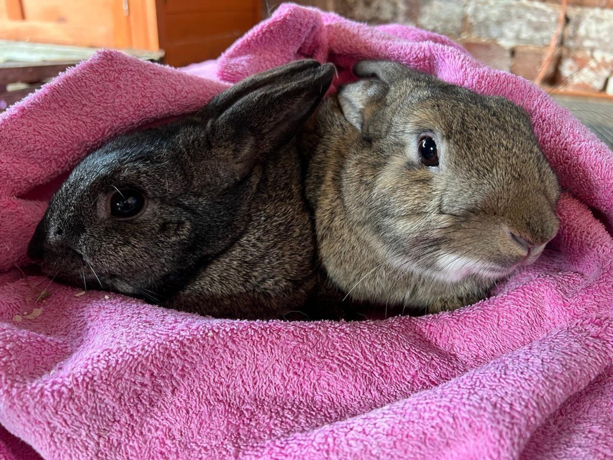 Burt and Ernie went off to their new home today. We wish them and their new family a long hoppy life together ❤️