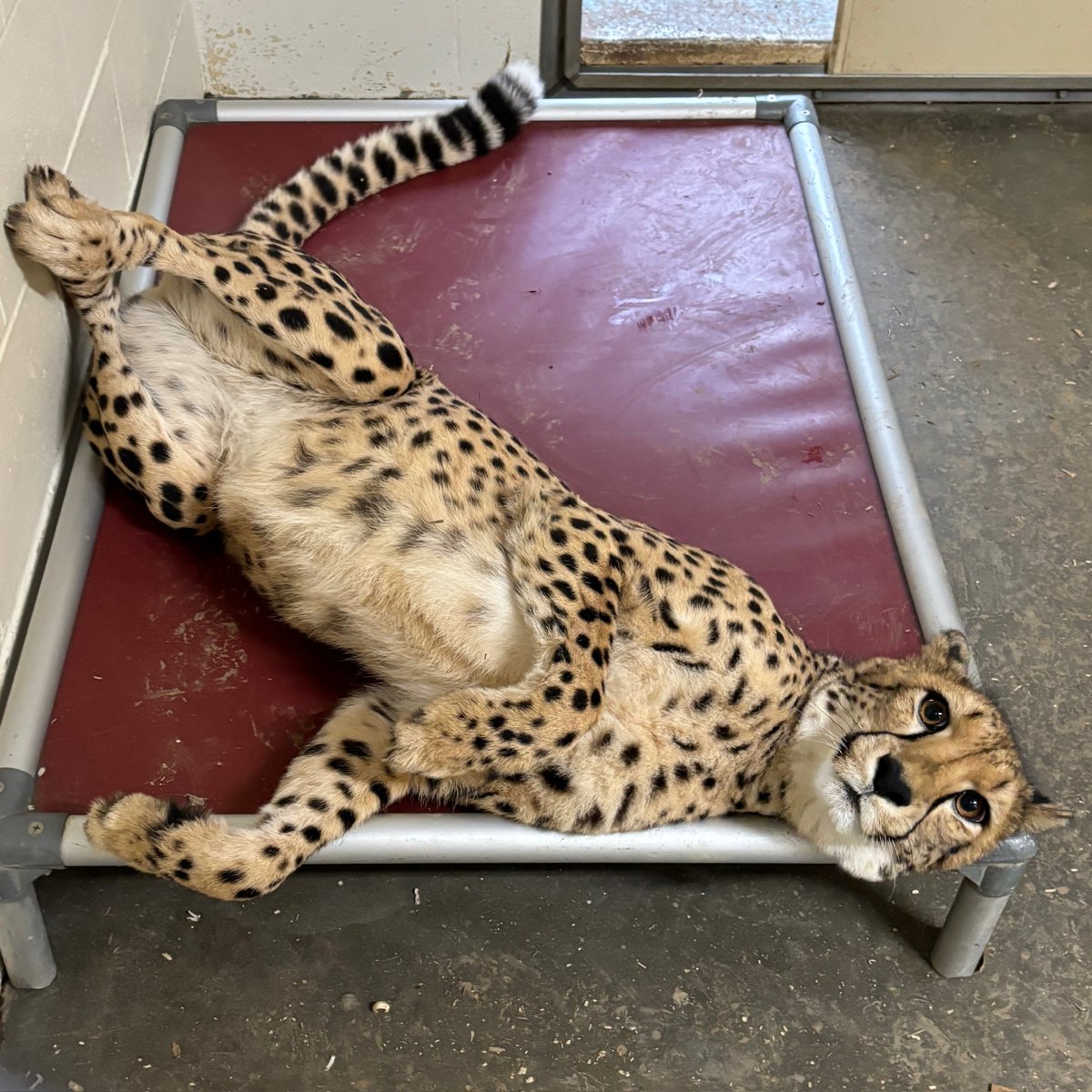 CincinnatiZoo's tweet photo. Rozi the cheetah having a relaxing #Caturday in her hammock! https://t.co/GYGM2TalNw