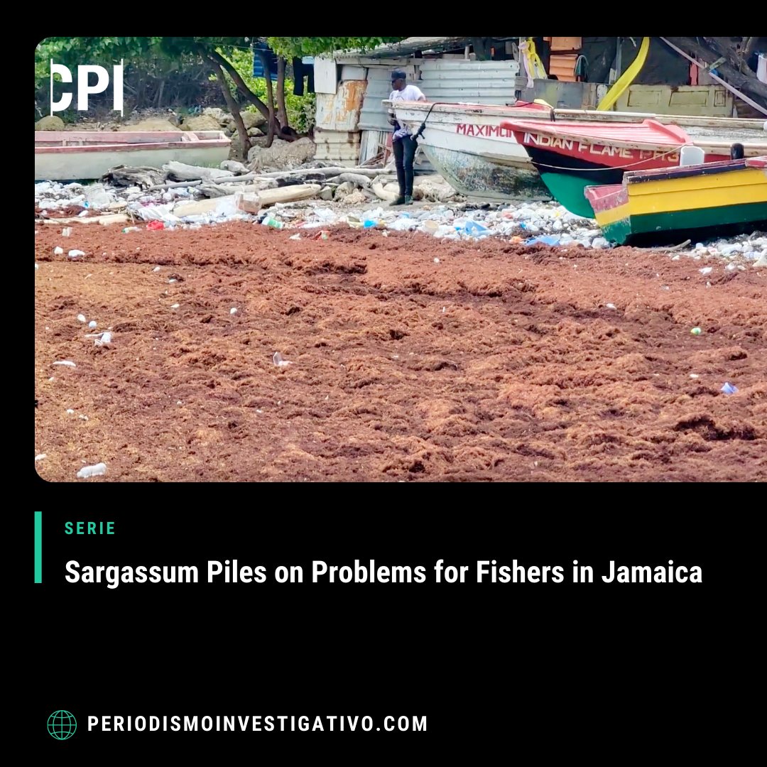 Fishermen across the Caribbean have experienced similar problems since massive influxes of sargassum began arriving in the region in 2011. Read journalist Krista Campbell's investigation. ow.ly/6uuA50RkciP