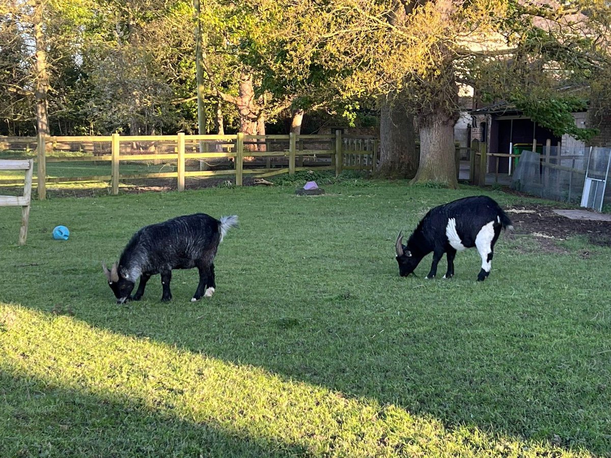 Colin and George loving the Change in weather 😍