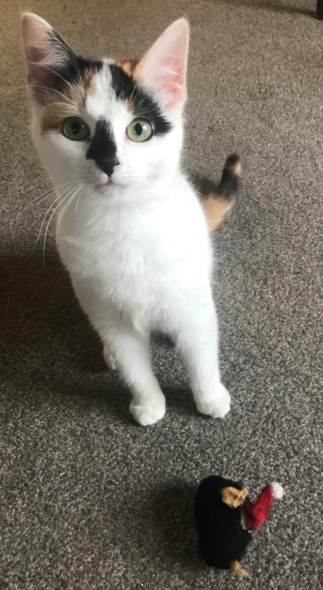 Twizzle has been with us since she was found in a garden and handed in to the vets. They contacted us after enquiries failed to find an owner. She loves to play and loves other cats and our foster is hoping she finds a forever home soon. How can you not love that face, super cute