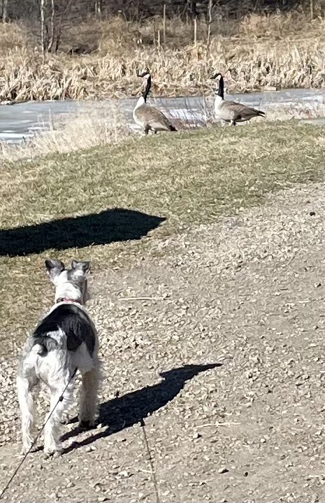 Beautiful morning for a long walk at the Chickakoo Lake Recreation Area.   #ParlandCounty #SaturdayMorning