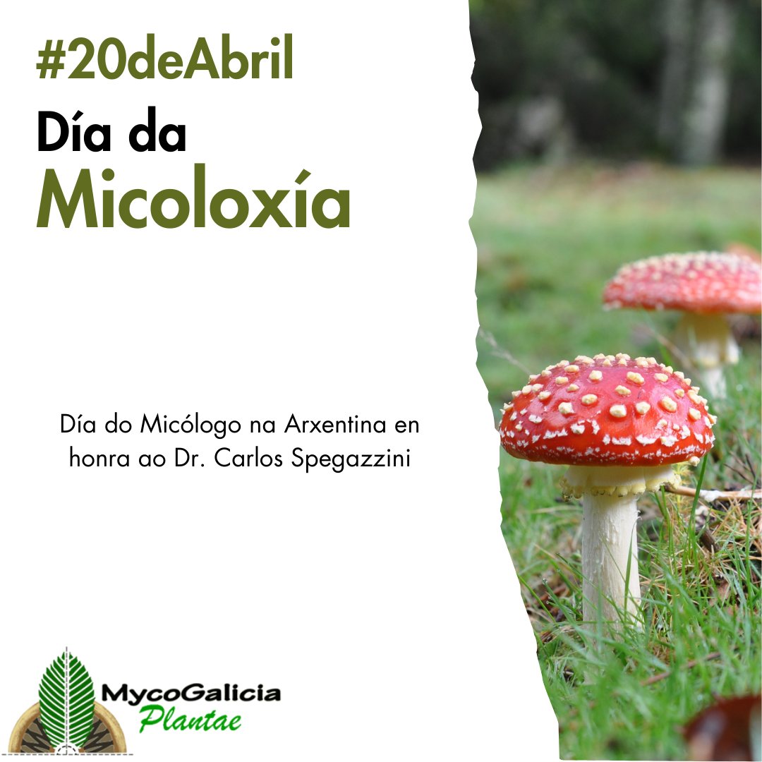 MycoGalicia Plantae tweet media