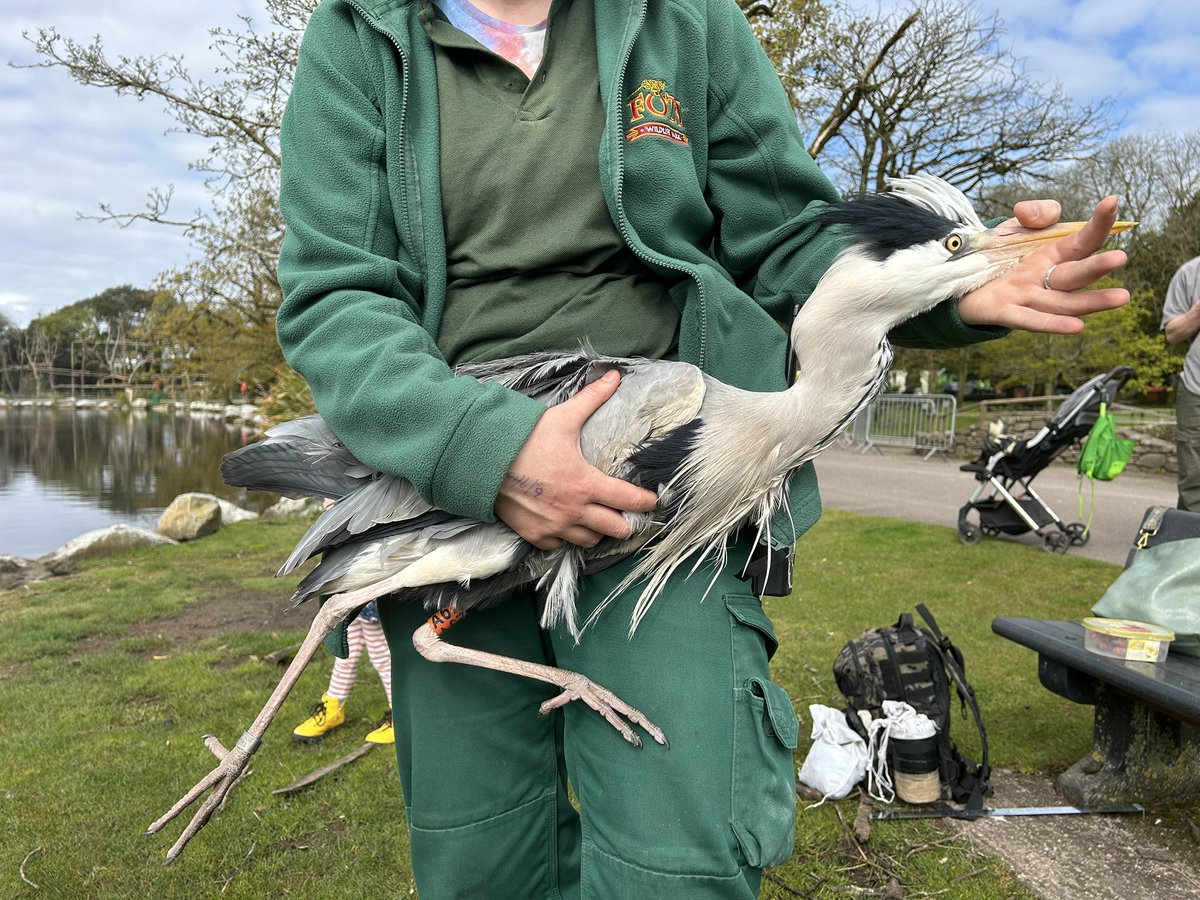 Another busy few days for the team. Finishing our Raven monitoring with another five chicks from two nests, two Moorhen colour ringed, 23 chicks from 6sixDipper nests and another adult Grey Heron for the Cork Harbour project @NPWSIreland @BirdWatchIE @_BTO @fotawildlife