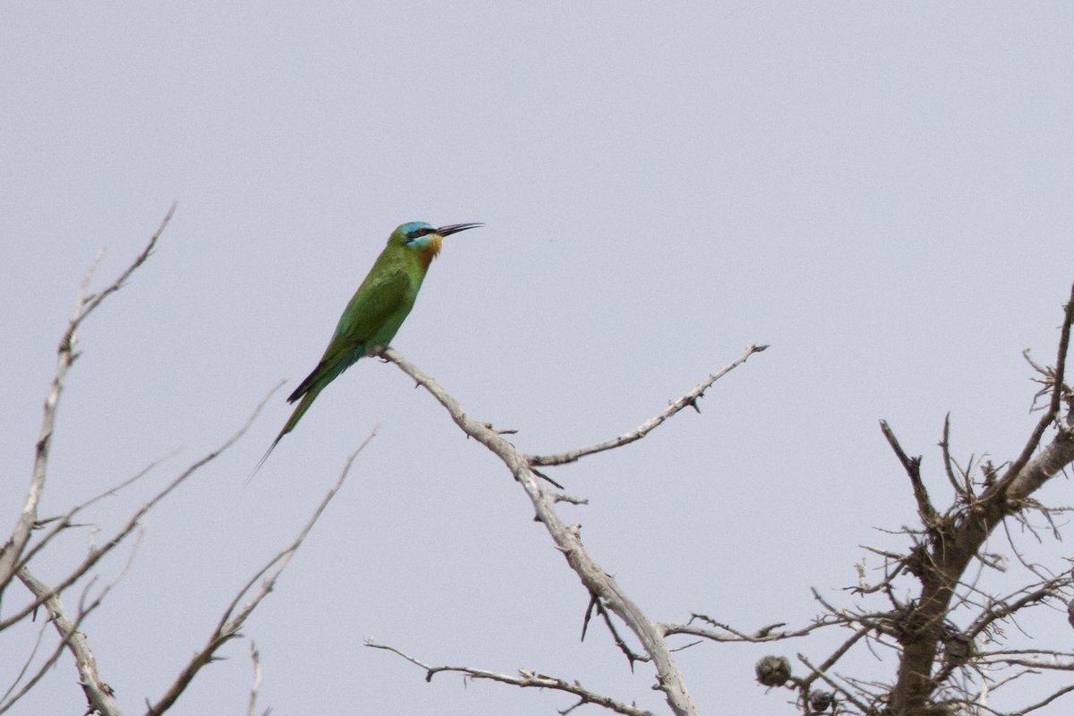 Cyprus day 1- Blue-cheeked Bee-eater the highlight of a fantastic start to the trip. Also managed to see targets of Cyprus Warbler, Cyprus Wheatear and Black Francolin from the villa. Fingers crossed the good luck continues.