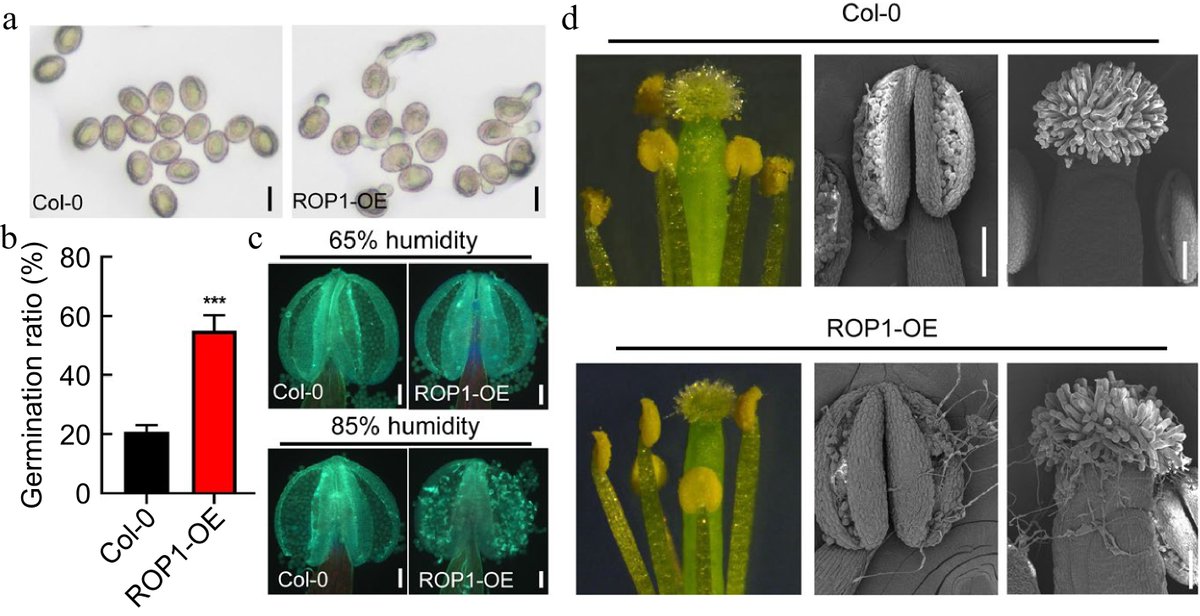 #SeedBio ROP1 overexpression in Arabidopsis promotes germination, while inhibition maintains dormancy, highlighting ROP1's involvement in terminating pollen dormancy triggered by humidity. #PollenDormancy @MaximumAcademic Details: maxapress.com/article/doi/10…