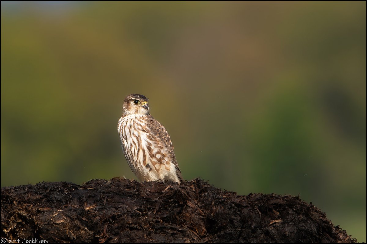 Het kleinste spechtje en het kleinste valkje op 1 dag. Deze smelleken zag ik vanmiddag. #vogelskijken