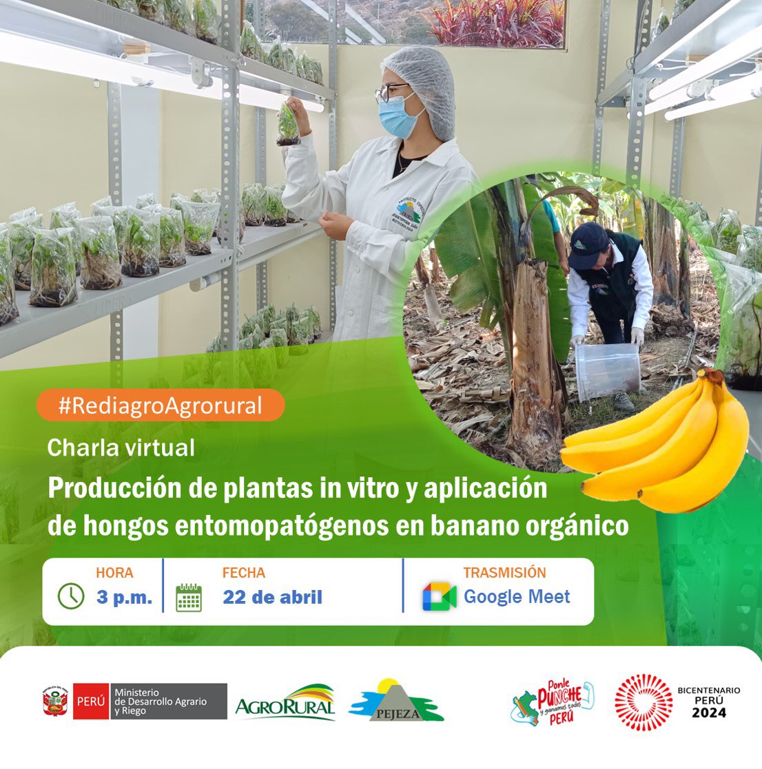 agroruralPER's tweet photo. #Rediagro 💻 | Participa en nuestra charla virtual “Producción de plantas in vitro y aplicación de hongos entomopatógenos en banano orgánico”.
Inscripciones: https://t.co/IZ67tEAmJ7
Enlace de reunión: https://t.co/cacEFYwK9W https://t.co/aNQFIwKLIS