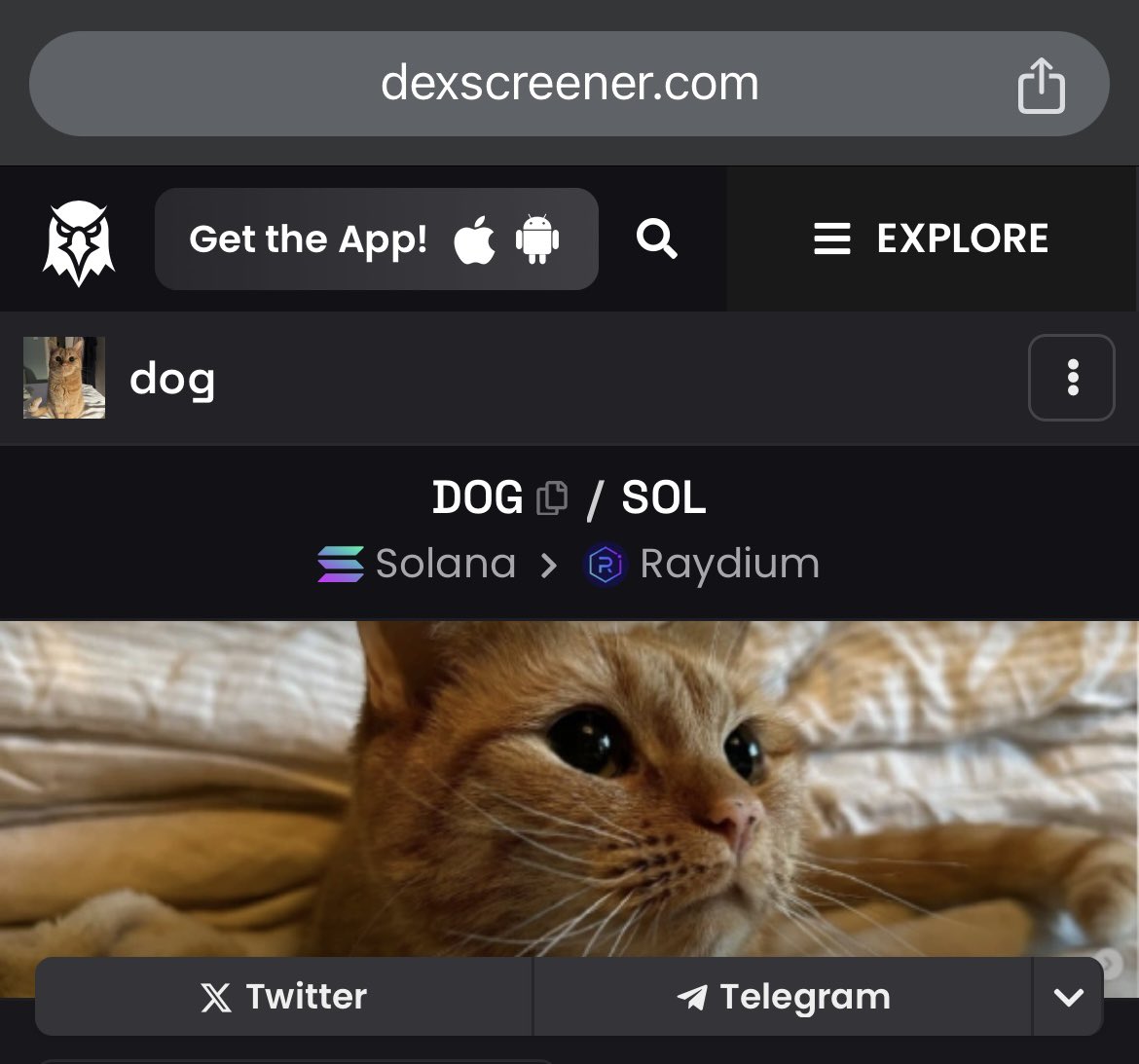 brokebobdafrog's tweet photo. $dog $dog $dog $dog $dog $dog $dog 

$dog $dog $dog $dog $dog $dog $dog 

@dogcoinonsol https://t.co/4ZUGpXIvJT