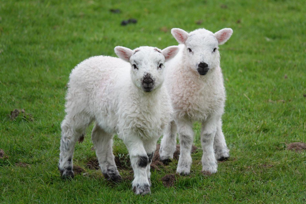 Post-bookselling debrief with lambs