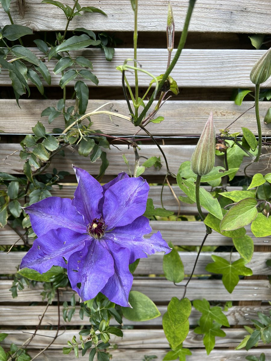 MaureenDunlop1's tweet photo. The garden knows it’s spring - wish the thermometer did…. #stillchilly https://t.co/F8UTpgKkwA