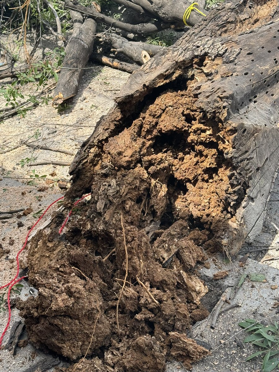 elwillybarsa's tweet photo. @municipiodegpe urge que vengan a recoger Árbol derribado por  PC por Riesgo
Una semana tiene y Nadie a vendido : del Río 3302 entre Fontana y Muelle! Riberas del Río a quien hay que acudir??? https://t.co/JcFqeIvERn
