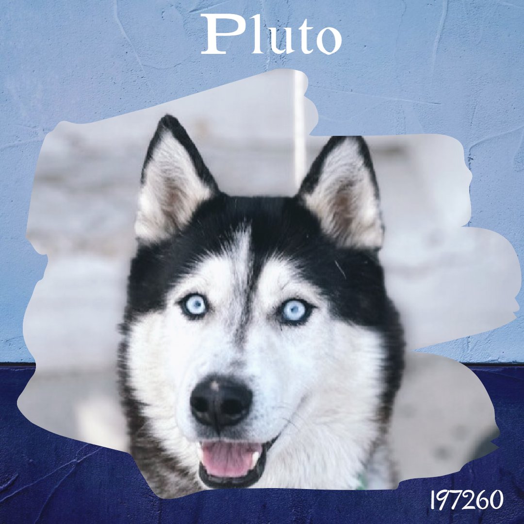 🚨 Last call for Pluto, he is under kill command now. Surrendered b/c owner unwell. Housetrained, neutered, playful, active. Loves fetch, outdoors & treats. Anyone for Pluto?