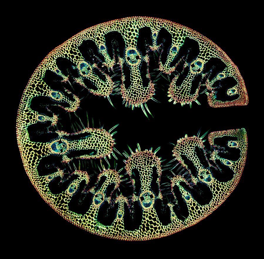 grass blade cross-section under the microscope