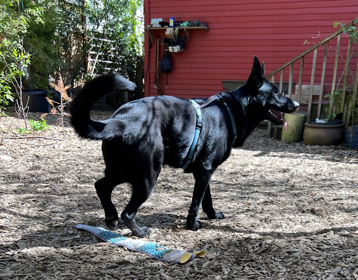 A little Balltime. The family all have a lot going on today without us. So we are doing yard play and nosework in between their boring stuff that we can’t go it. Have a good day.