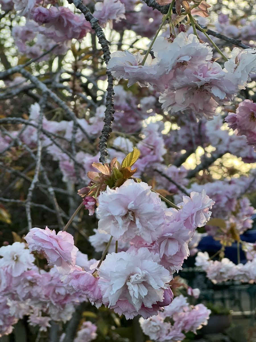 Enamorada de mi jardín en primavera. Hoy plantamos con S 4 Xmas roses y wild flowers. Todavía tengo que hacer el plano.