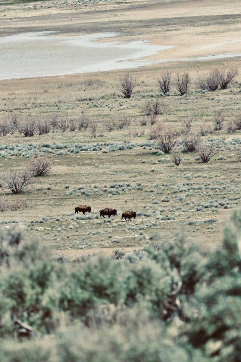 The majestic Bisons at Antelope Island State Park 🦬 ✨