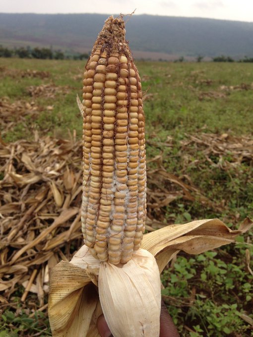 FARMING DISCUSSION:
Aflatoxin greatly reduces the quality of maize grains which results into reduced income.
#QUESTION: What can farmers do to AVOID aflatoxin in maize?

Comment, Like & Repost.
#FOLLOW_ME for All Farming News, Advice & Discussions
#LetsFarmTogether