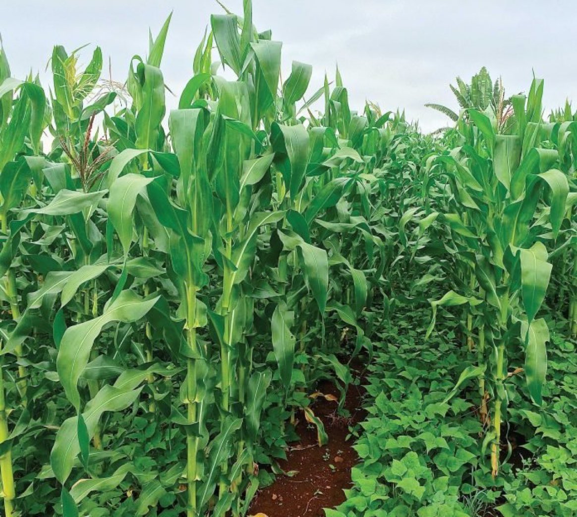 Did you know that mixed cropping of beans and maize is one of the best crop combinations in farming?
#NOTE: Beans fix nitrogen in the soil and act as a Green Manure Cover Crop.
#QUESTION: What is your opinion about this crop combination?

Comment Like & Repost.
#LetsFarmTogether