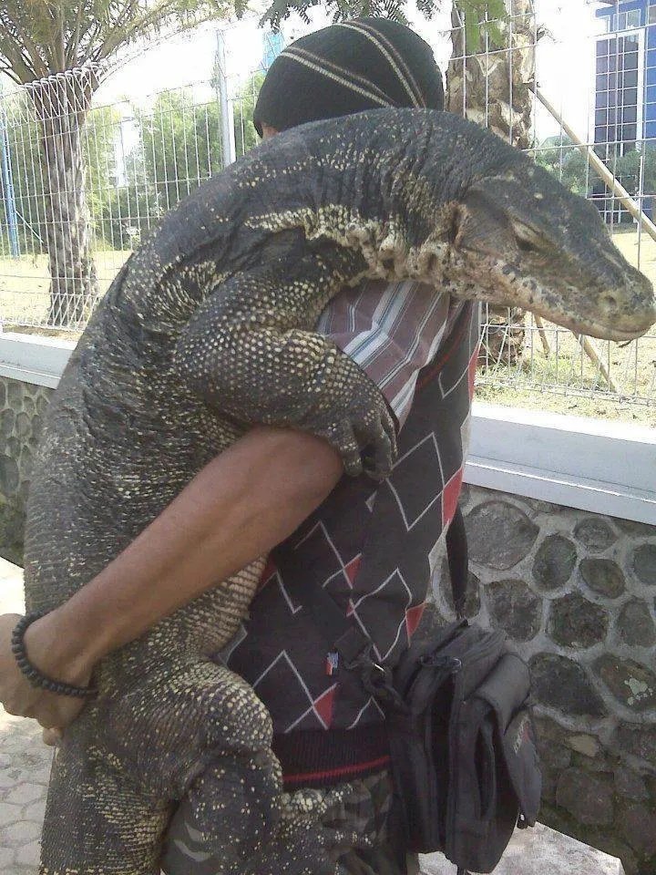 RincnCuriosoo's tweet photo. — ¿Así vas Komodo?
— Chi https://t.co/g5LFDfMUWx