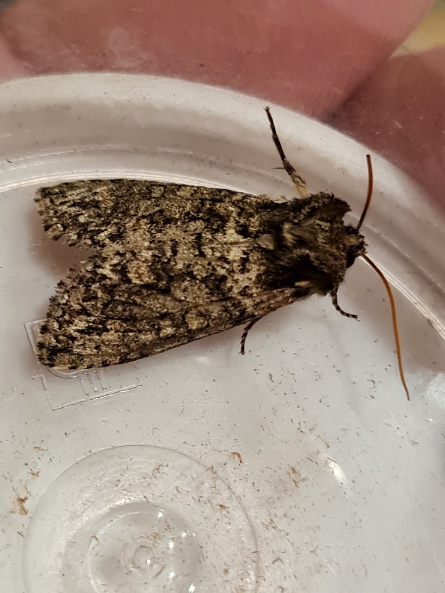 A 3 hour drive to Skomer will be sweeter after potting this frosted green just now. Nut tree tussock and a lbam so far.. I didn't see this moth last year,  so I'm grateful for its return (well, a relative of it anyhow!!)
S Monmouthshire 
#mothsmatter #vc35