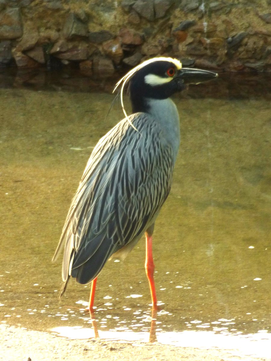 A pesar de su pequeño tamaño, #Panama es bendecido con una extraordinaria diversidad de #aves - se han visto más de mil especies aquí. Su diversidad debe mucho a su ubicación en la intersección de los dos continentes americanos y dos océanos. Martinete Coronado, Casco Viejo