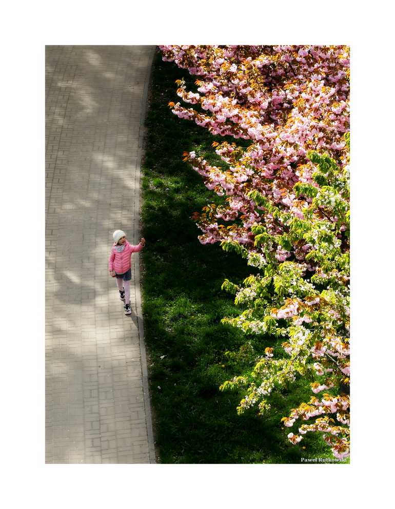 Wiosna ma kolor różowy* / Spring in the pink*

Udanej niedzieli! :-)

#NatureforSunday #Lublin #StreetLife #streetphotography #naturephotography #ThePhotoHour