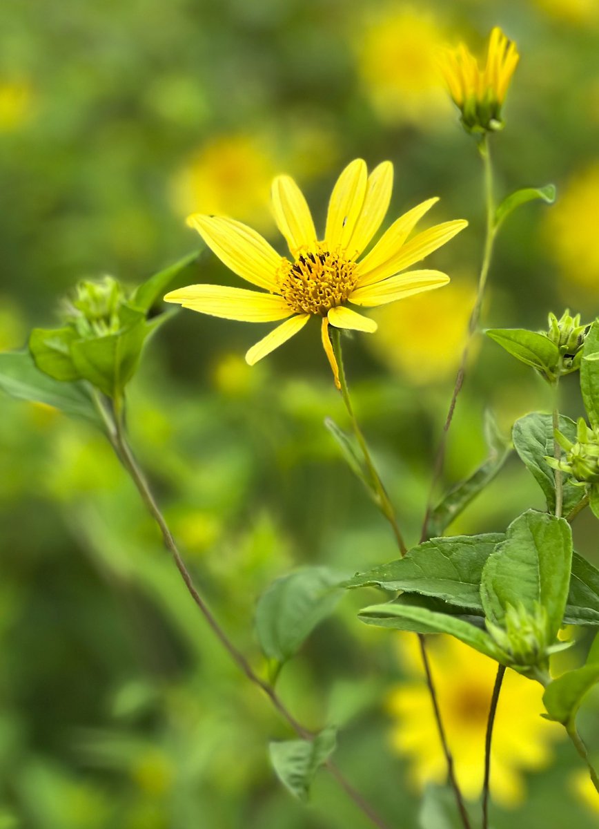 Happy Sunday 🌼

#flowerphotography