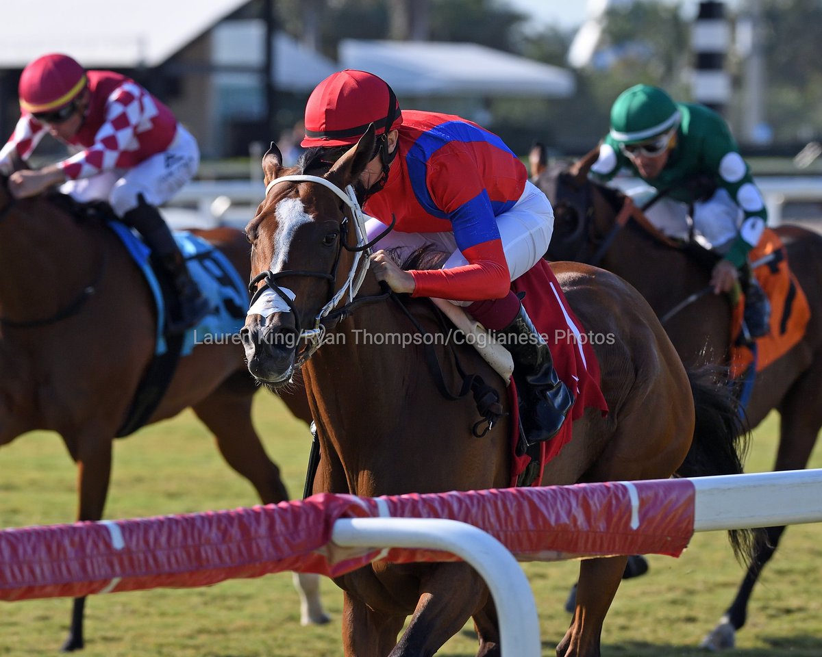 Royal Dame runs the rail to get the win race 9, <a href="/VCheminaud/">Cheminaud vincent</a> rode for trainer <a href="/FalconeJr/">Robert N. Falcone Jr. Racing Stable</a> and owner James Riccio. #GulfstreamPark #RoyalPalmMeet 

Royal Dame embiste por la baranda para obtener el triunfo en la 9.ª carrera, montó Vincent Cheminaud para el preparador Robert Falcone