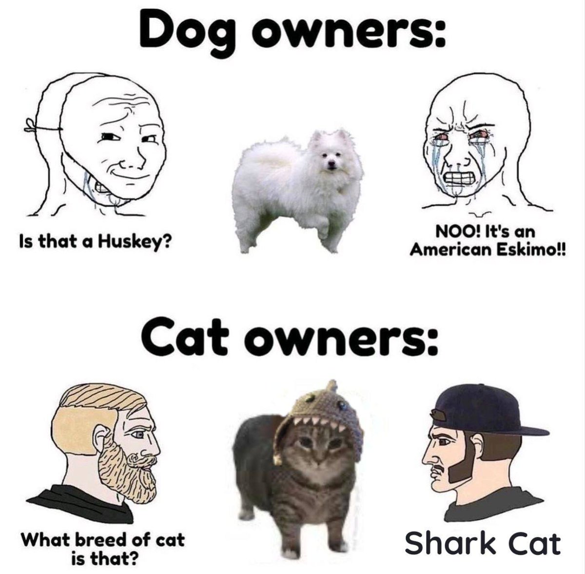 SharkCatSolana's tweet photo. shark (🦈) cat (🐱)

$SC https://t.co/E1rjBGyvW3