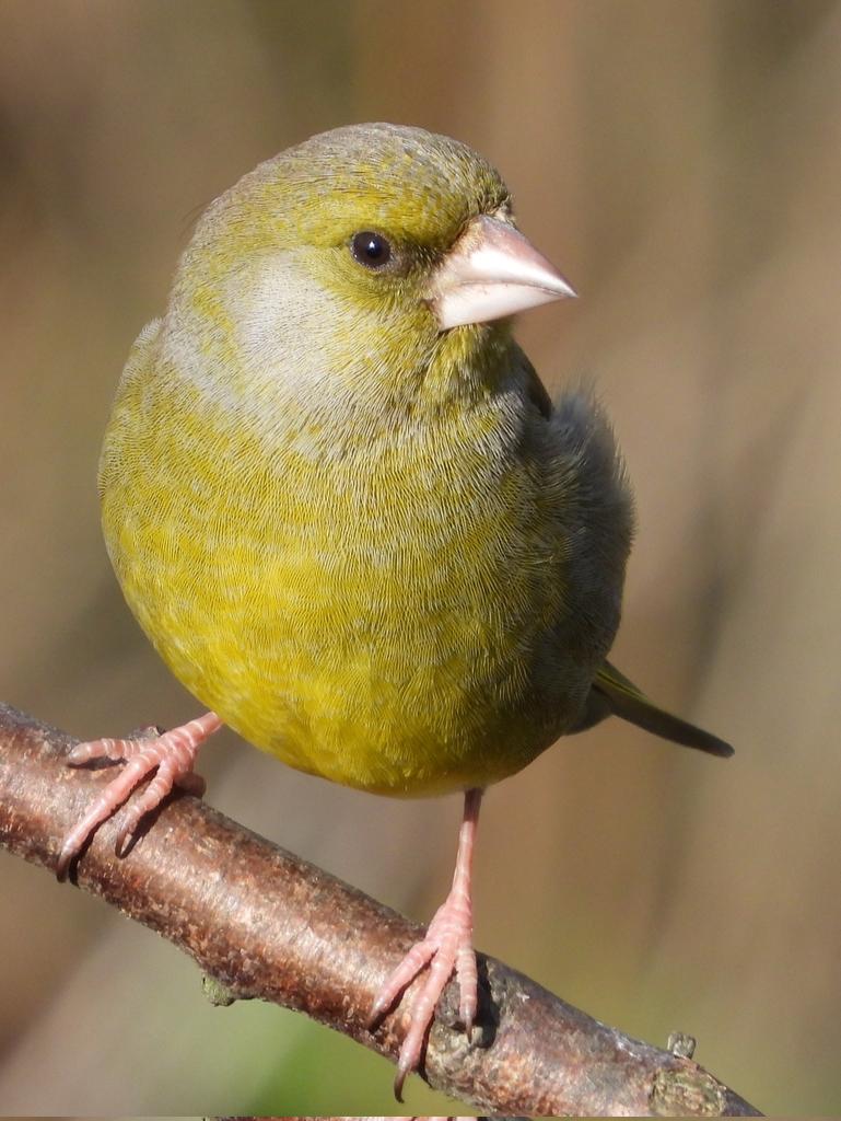 The Greenfinch.

#TwitterNatureCommunity
#Wales 🏴󠁧󠁢󠁷󠁬󠁳󠁿 #NaturePositive
#Wildlife #Nature #BirdsOfTwitter