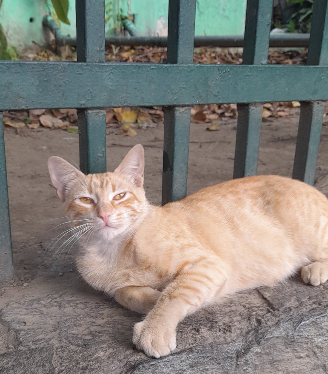 Milicia32's tweet photo. @yaracalcagno Porfa ayúdenme a difundir este gatito catire de aprox. 5 meses abandonado por el pinar, el paraiso, para su adopción, ayudo con su castración, ya desparasitado. 
Contacto: 0424.1901659 https://t.co/DtTNQoQsfq