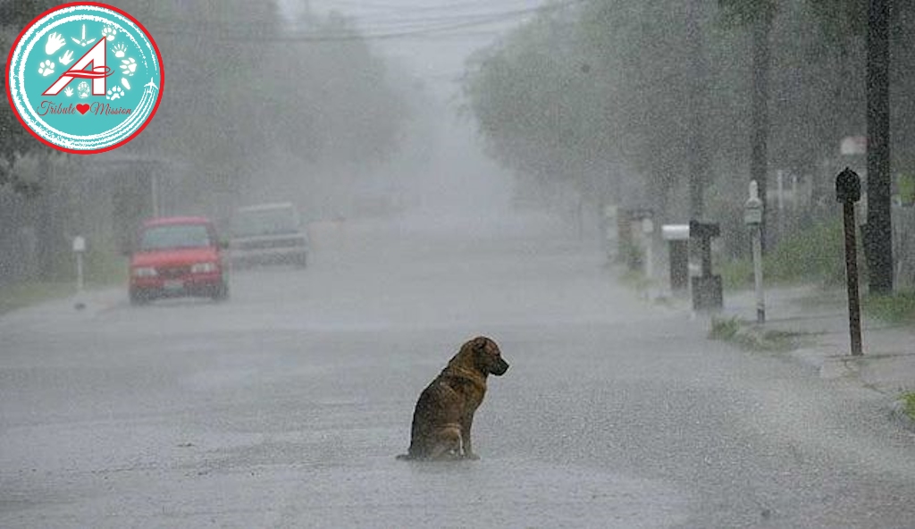 This is for those who have crossed the bridge unknown and unloved #TheAviators