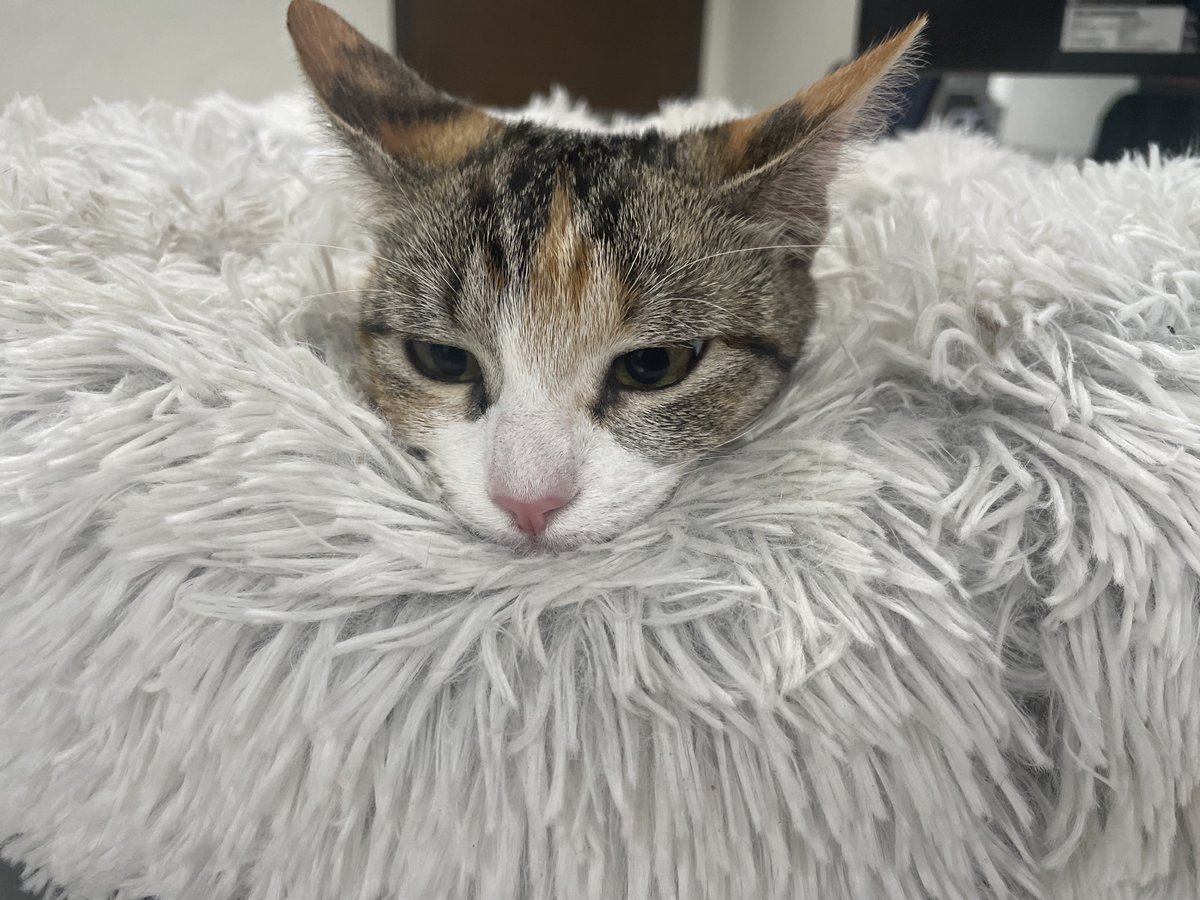 Bring your gatto to work day.