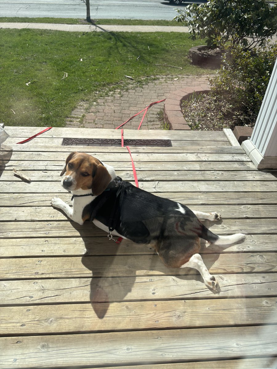 shelliethebeag1's tweet photo. #ShellieTheBeagle #ShellieBellie Loving the sun ☀️ https://t.co/eN9Y1bJ1fP