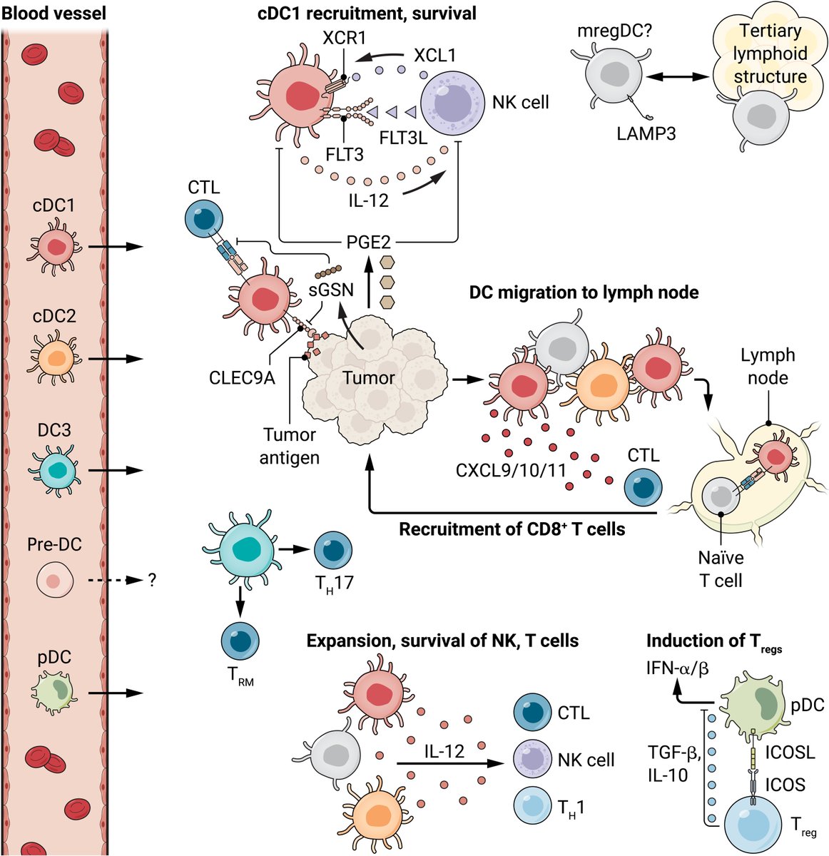 ScienceMagazine's tweet image. A 2022 @SciImmunology Review contextualizes over five decades of research on #DendriticCells and their roles in #cancer.

Catch up on the work: scim.ag/6FH #ScienceMagArchives