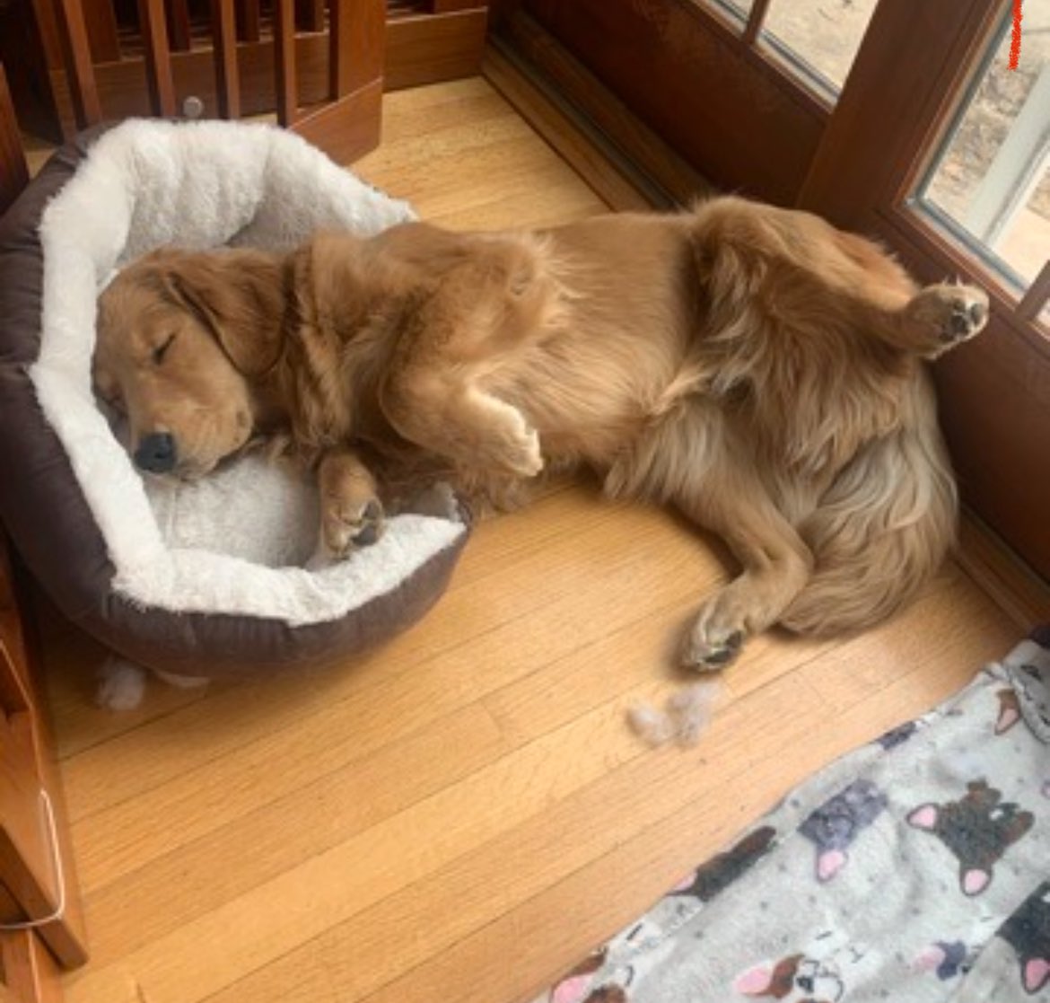 Vegan Rob’s Token tweet media