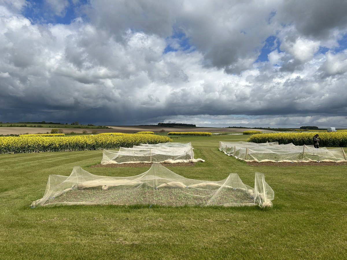 A little update from the @NPZ_UK #cereals2024 site! The OSR is looking great and the spring pulses are growing away nicely!! It will soon be June! @CerealsEvent #newgenetics