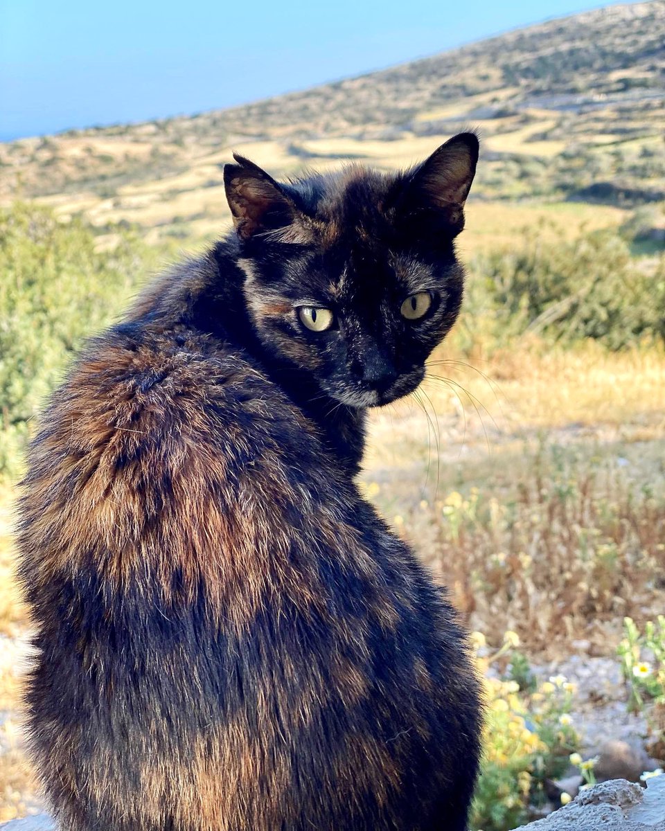Meet Mirabai, a lovely spayed female who enjoys looking out over this beautiful and tiny Greek island where we care for the Aegean cats. You can help the #cats by making a small donation to fund life-saving medicines, neutering and food. Purr! #CatsLover gofundme.com/f/cats-of-irak…