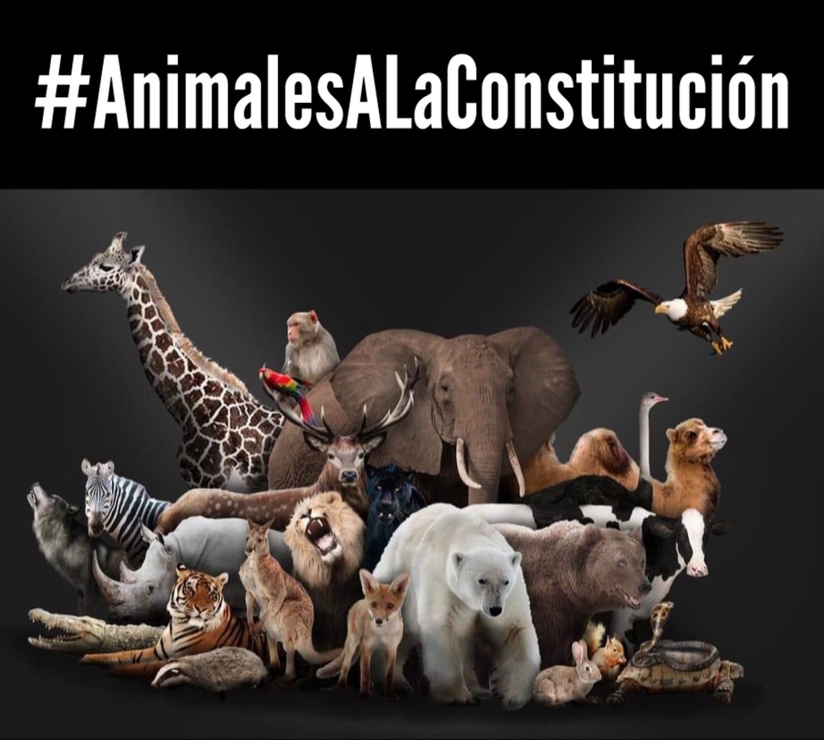 México Renace Verde A.C. tweet media