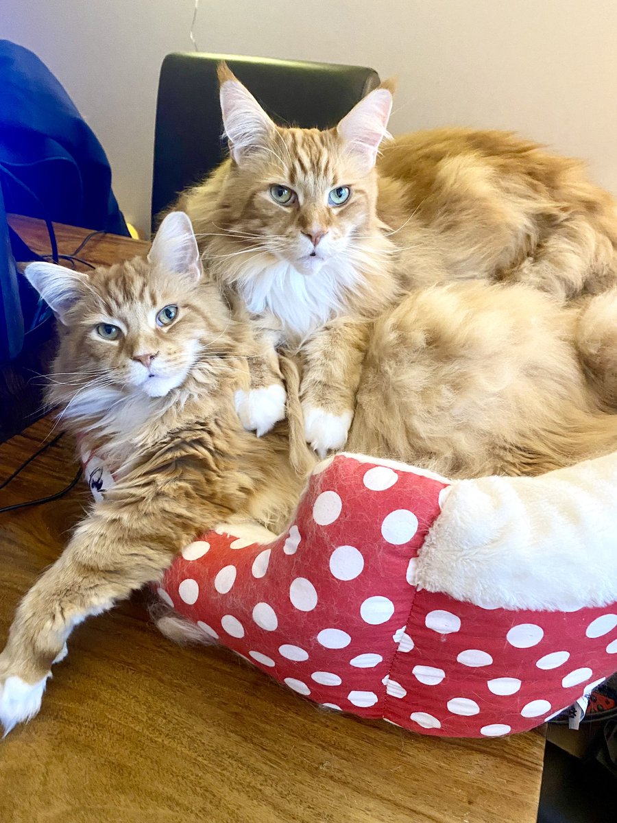 GoodMcDo's tweet image. My double marmalade boys @buddy_gizmo  are the best 🧡🦁🦁🧡