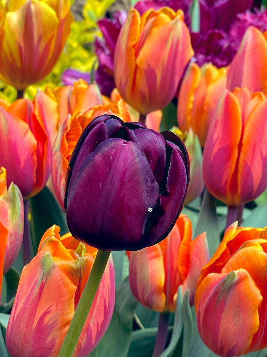 Are you board with my tulips yet? Because I am not! #flower #Tulips #garden #GardeningTwitter