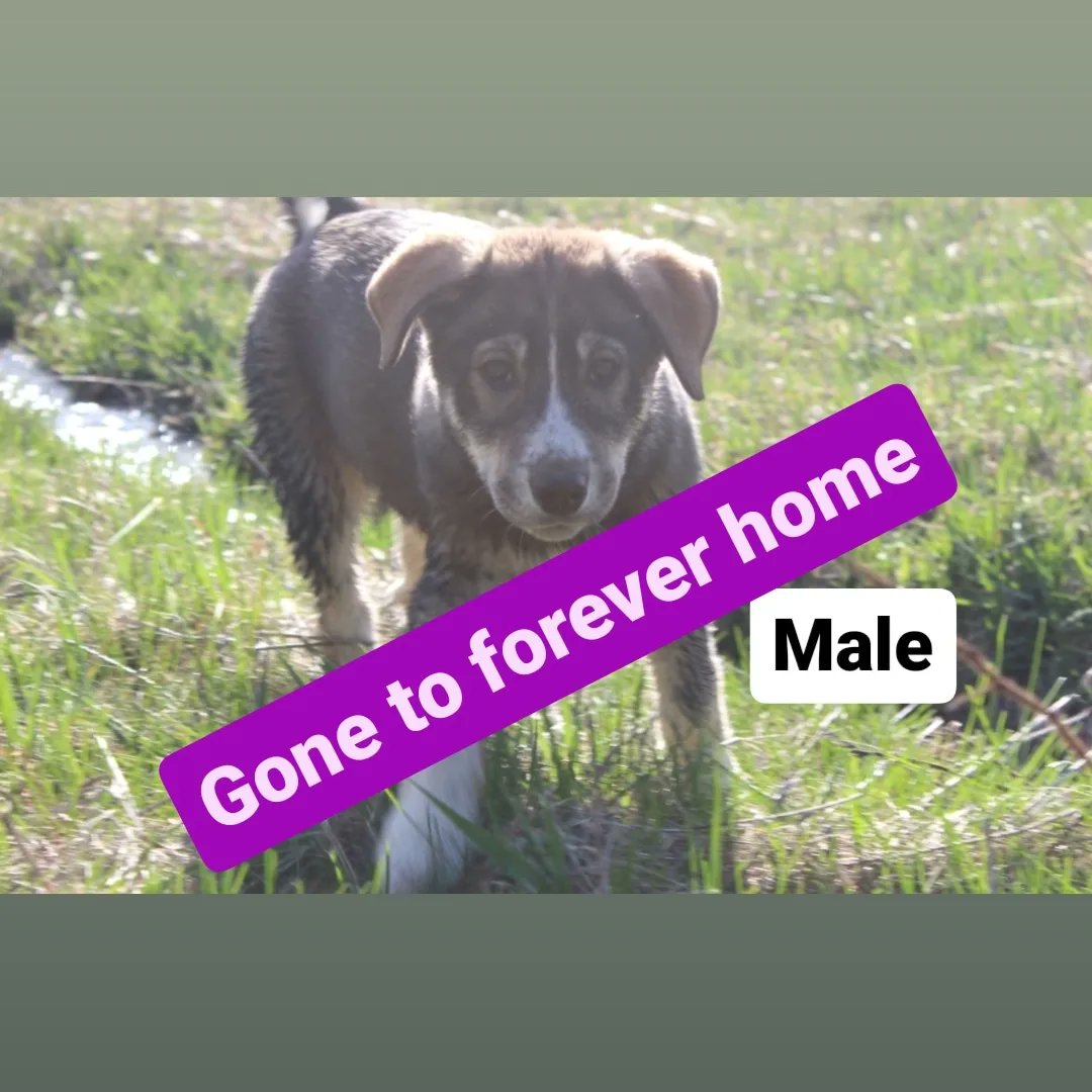 We still have 5 puppies looking for their forever homes. These puppies found their forever homes. They're heading to the forest with their new human. Check out the link for photos of the other 5 pups we have looking for their forever homes. kijiji.ca/v-dogs-puppies…