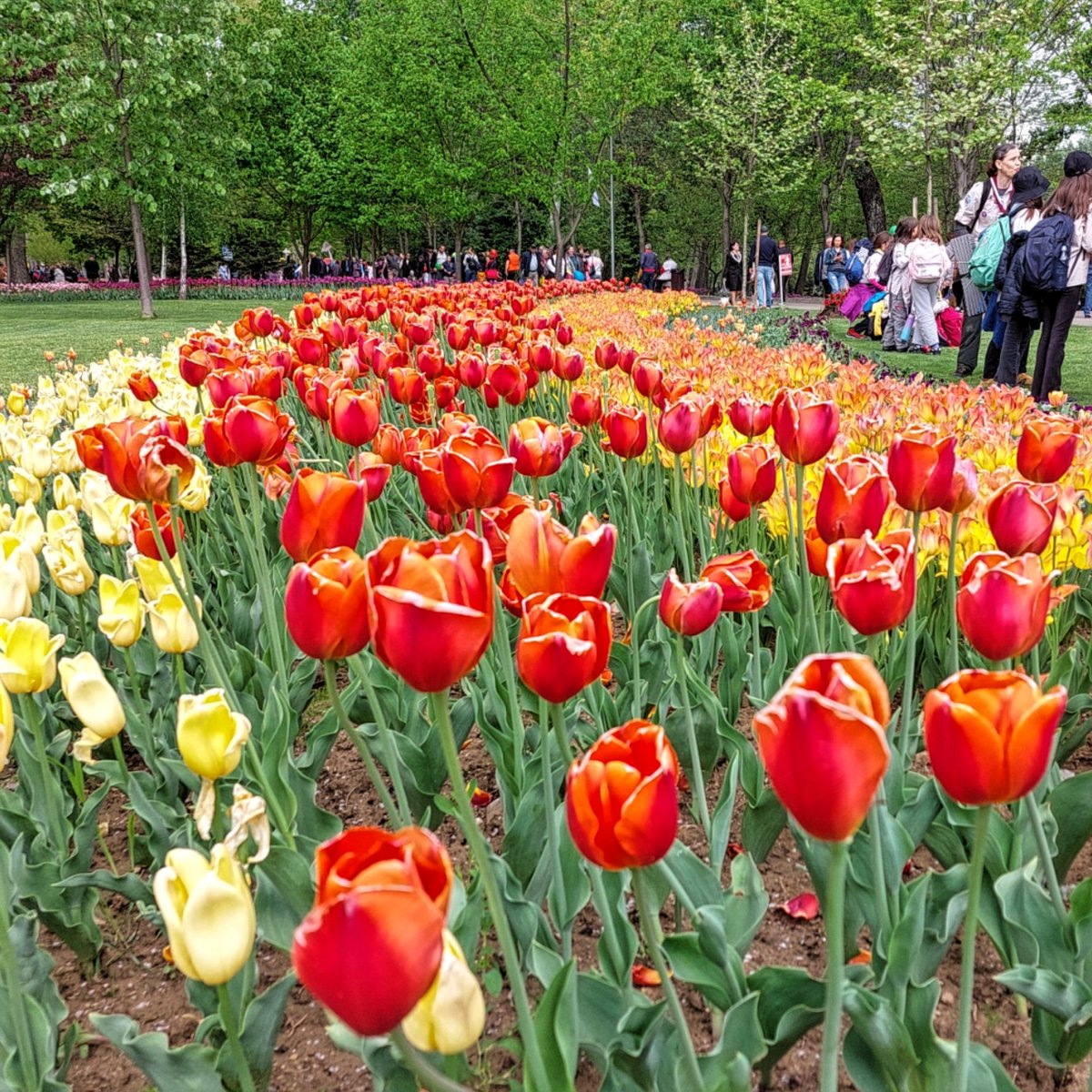 Nature beauty #FlowerPower #Tulips #flowers #park #mobilephotography #festivalullalelelor #romania #pitesti #traveltip