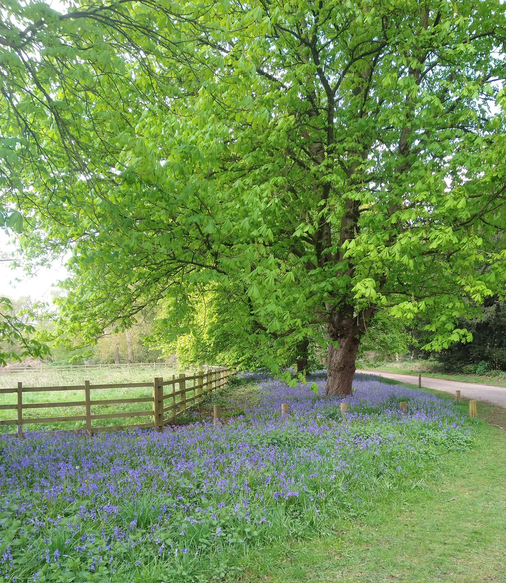 #clumberinbloom fabulous display of #Bluebells all around @NTClumberPark