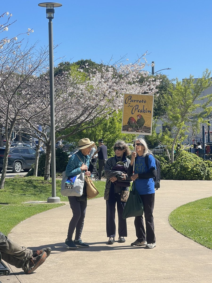 luckygsf's tweet photo. Parrots for Peskin (@AaronPeskin )
at Sue Bierman Park this morning! 👍🏼
#aaronpeskin #sfmayor https://t.co/Y3JivpX5RC